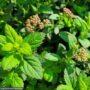 Spirea – Poprocks® Petite – #3 Container